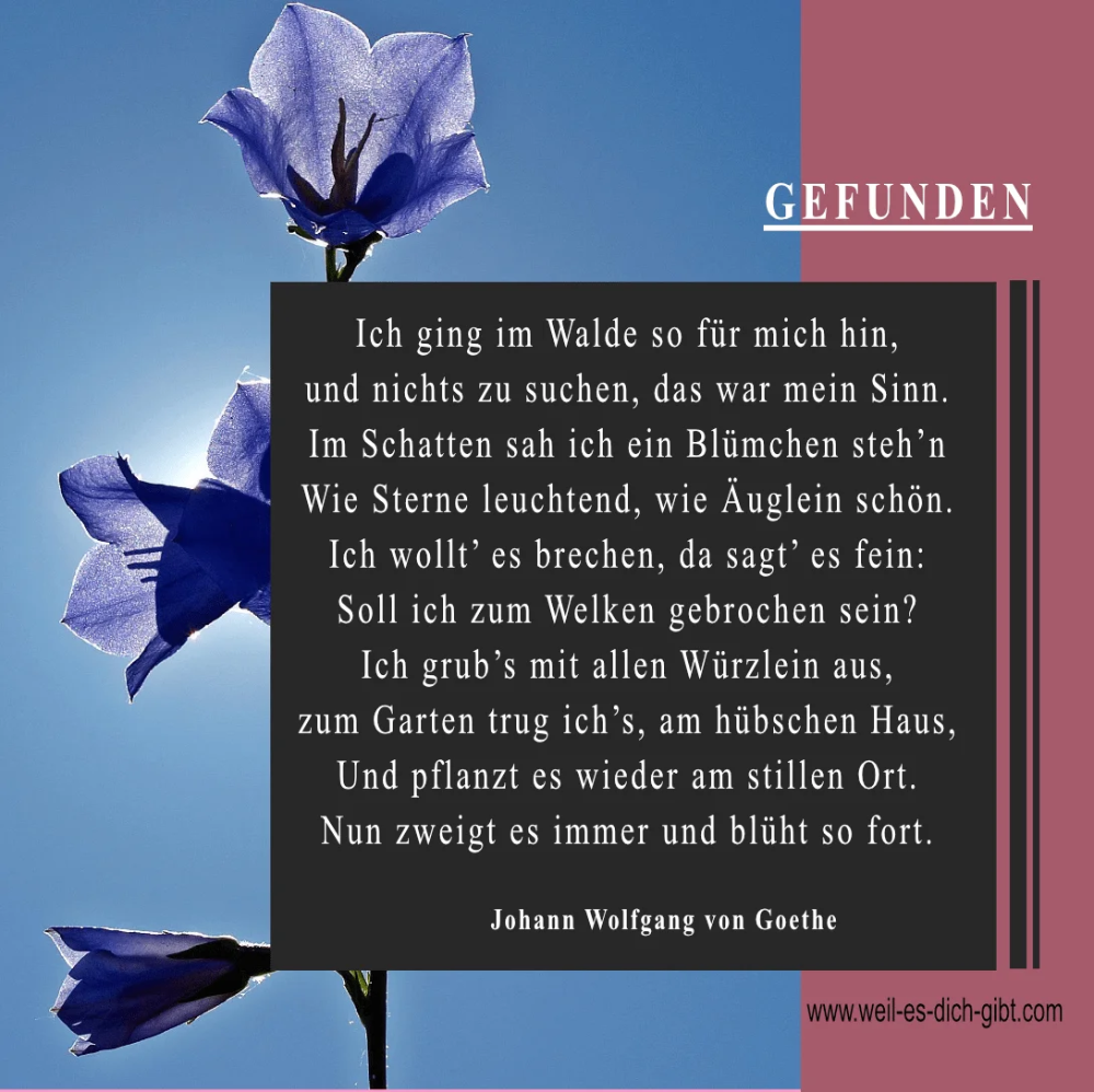Goethe Blume