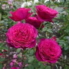 Goethe Rose