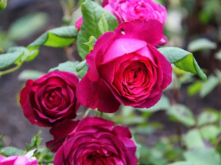 Johann Wolfgang Von Goethe Rose